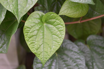 Close-up of Vibrant Green Heart-Shaped Betel Leaves