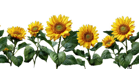 Fototapeta premium A vibrant row of blooming sunflowers with bright yellow petals and lush green leaves against a transparent background