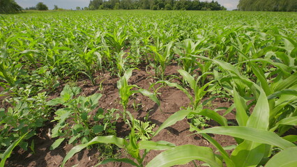 A Vibrantly Lush Green Cornfield Flourishing with Thriving Vegetation and Exquisite Nature