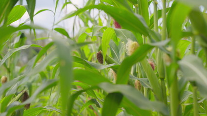 Obraz premium A Beautiful Lush Green Cornfield Bathed in Natural Light and Vibrant Colors of Nature