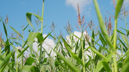 A Vibrant Cornfield Flourishing Under a Beautiful Clear Blue Sky During Summer Months