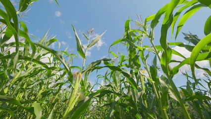 Expansive Lush Green Cornfield Flourishing Beneath a Bright and Clear Blue Sky Above