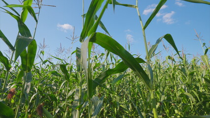 A Vibrant Cornfield Under a Clear Blue Sky with Lush Green Crops and Peaceful Scenery
