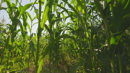 A lush cornfield thrives beautifully under the bright and warm sunlight of a sunny day