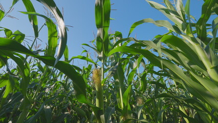 A Vibrant Cornfield in Full Bloom Under a Clear Blue Sky on a Perfect Summer Day