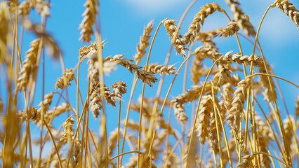 Beautiful Golden Wheat Fields Spread Out Under a Bright Blue Sky During the Summer