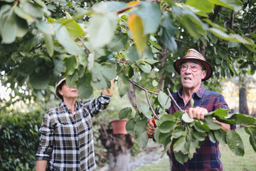 Mature couple gardening in their backyard, using pruning shears to trim tree branches together, enjoying active retirement, teamwork and outdoor healthy lifestyle