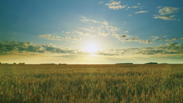 A Beautiful Golden Sunrise Over a Serene and Picturesque Wheat Field in the Morning