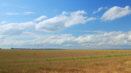 Obraz premium An Expansive Agricultural Field is Set Beneath a Beautiful Blue Sky Filled with Clouds