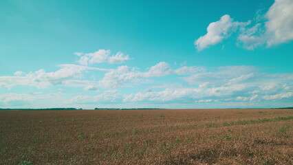 Obraz premium A Vibrant Agricultural Landscape Displaying Colors Under a Beautifully Clear Sky