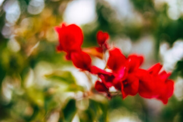 Abstract Bougainvillea Bokeh with Vibrant Red Tones