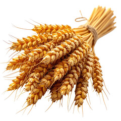 Bundle of golden wheat stalks tied with string against a dark background