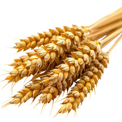 Golden wheat sheaf, ripe grain, harvest bounty against a black backdrop