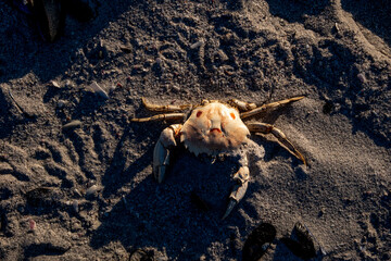 Dead Crab on Beach Sand with Evening Light