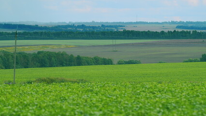 Fototapeta premium Vast and Expansive Beautiful Green Soybean Fields Stretching Out Beneath a Bright Blue Sky
