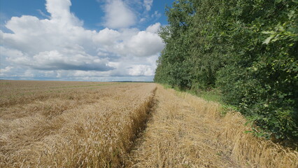 A breathtaking scenic landscape featuring a vibrant wheat field alongside lush, green trees