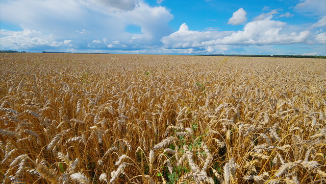 A stunningly beautiful golden wheat field stretches far and wide beneath a clear blue sky