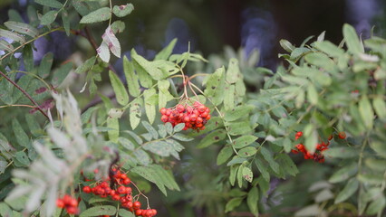 Vibrant mountain ash Red Berries delicately hanging on the lush Green Leaves of a Majestic Rowan Tree