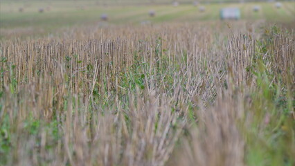 The Tranquil straw Fields of Tall Grass and Vibrant Wildflowers in a Picturesque Rural Landscape