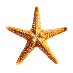 Detailed, orange starfish with bumps and spots. Isolated