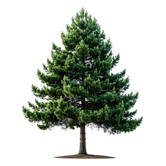 Evergreen with detailed green needles and isolated background