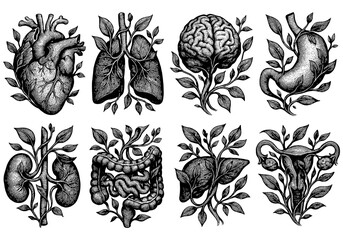 Fototapeta premium Detailed vintage anatomical organs with floral motifs