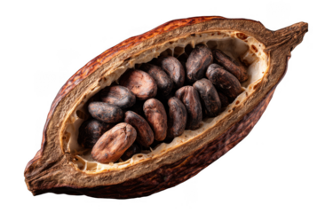 A close-up of a cacao pod cut open revealing the dark seeds inside with a textured outer shell and natural appearance