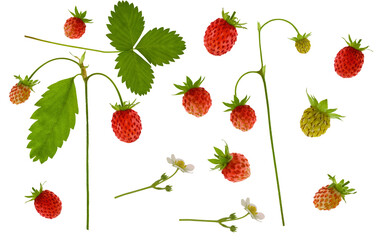 collection of wild forest strawberries, including ripe red fruit, green unripe berries, flowers, and leaves, scattered and isolated on black.