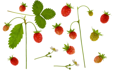 collection of wild forest strawberries, including ripe red fruit, green unripe berries, flowers, and leaves, scattered and isolated on black.