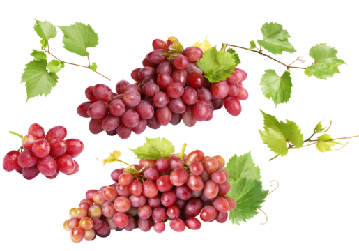 composition of fresh red seedless table grapes in three clusters, complete with green vine leaves and curly tendrils, isolated on transparent background.