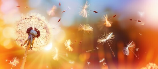 A close-up of a dandelion puff releasing seeds into the air. The background features a soft, colorful bokeh effect with warm tones.