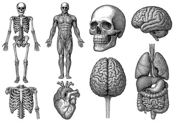 Detailed anatomy collection featuring skeleton, muscles, organs, brain, and skull in vintage style