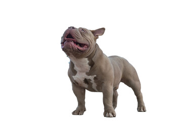 American bully of light brown beige color, a dog on a walk, a bulldog stands on a path in the park with his tongue sticking out, isolated object on transparent background, png
