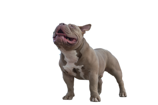 American bully of light brown beige color, a dog on a walk, a bulldog stands on a path in the park with his tongue sticking out, isolated object on transparent background, png
