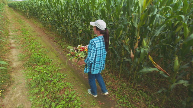 Engaging in the Activity of Harvesting Fresh Produce Within a Lush Cornfield Environment