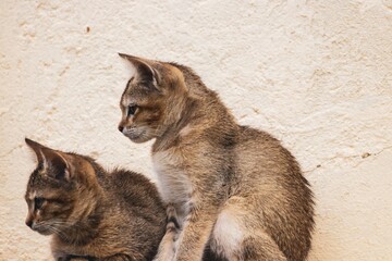 Two adorable kittens sit alertly on the extended porch of a peaceful monastery, both gazing curiously in the same direction. Their ears stand straight, catching every sound around them.