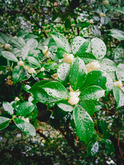 Flowering osmanthus trees. Close-up, selective focus. Vertical photograph.