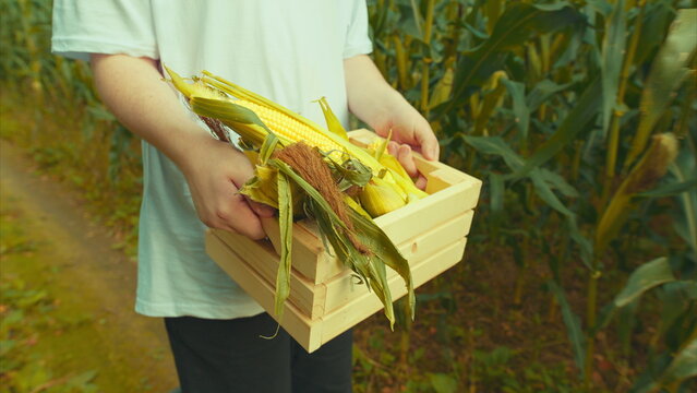 Harvesting Fresh Corn in the Fields is a rewarding experience that brings families together