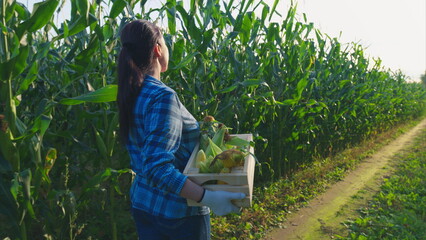 A Woman is Successfully Harvesting Fresh Vegetables in a Beautiful and Lush Field Today