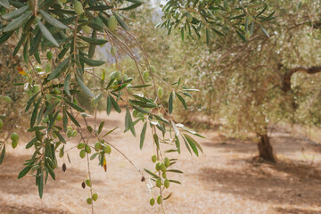 Branch of olive tree with small green olives in rays of Greek sun