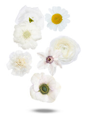 top view photograph of a scattered assortment of fresh white flowers, including daisy, ranunculus, and anemone blooms, isolated on a solid black backdrop.