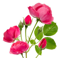 studio photograph of a beautiful, standing bouquet of deep pink roses, featuring open blooms, multiple buds, and crisp green leaves isolated on black.