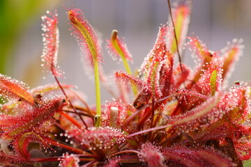 晩秋のアフリカナガバノモウセンゴケ