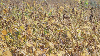 The Autumn Soybean Field transforms this season, showcasing a vibrant landscape of colors