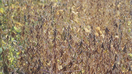 Experience the Stunning Golden Soybean Harvest of Agricultural Crops in Beautiful Autumn Fields