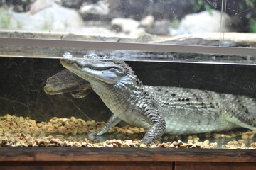 terrarium fish reptiles aquarium