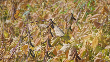 The Fields of Brown Soybean Plants Have Been Harvested Under the Bright and Warm Sunlight