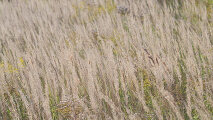 A Serene and Beautiful Tall Grass Landscape with a Gentle Breeze Flowing Through it