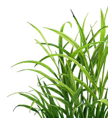 Fototapeta premium A lush cluster of green grass with long, slender blades growing densely and exhibiting vibrant, healthy foliage in a natural setting
