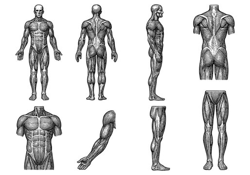 Detailed human muscular system anatomy depictions in classic medical style